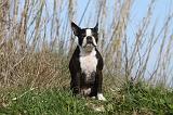 BOSTON TERRIER 347